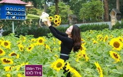 Dân thủ đô nô nức chụp ảnh vườn hướng dương ở Hoàng thành Thăng Long