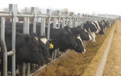 Vinamilk nhập hơn 2.000 con bò sữa cao sản từ Mỹ