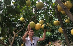 Cam xen canh cây dược liệu cho thu nhập cao lại giúp phòng sâu bệnh