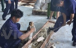 Thêm 1 tấn ngà voi giấu trong gỗ bị phát hiện