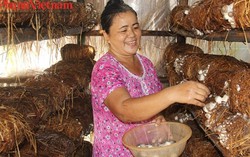 Làm giàu từ nghề trồng nấm