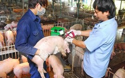Dich tả lợn châu Phi nguy hiểm như thế nào? 