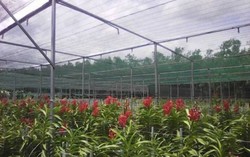 HTX Hoa lan Hồng Đức