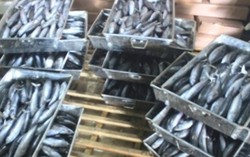 Quảng Trị tiêu hủy 60 tấn hải sản nhiễm phenol