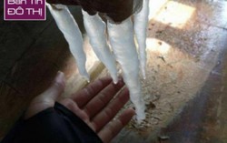 Băng tuyết phủ kín cây cỏ ở Fansipan