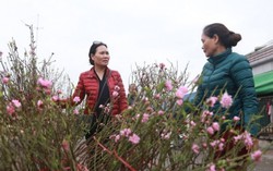 Đào Nhật Tân khoe sắc sớm 
