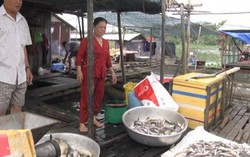 Khoảng 4 tấn cá bè trên sông La Ngà chết bất thường