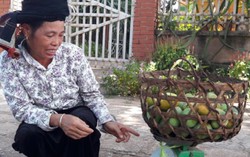 Xoài tròn Yên Châu - tặng vật của người Thái 