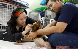 Ngôi nhà ấm áp của những chú chó, mèo bị bỏ rơi