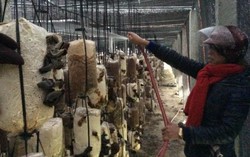HTX Nấm Bình An-nơi thắp lửa cho phong trào Hội