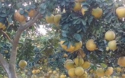Gặp người lính gửi bưởi cho bộ đội Trường Sa ăn Tết