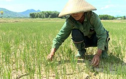 Biến đổi khí hậu tác động tới tăng trưởng kinh tế của Việt Nam