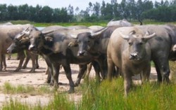 'Cửa đóng, then cài' chống trâu 'điên'