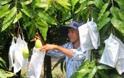 Xoài Việt Nam chính thức được xuất khẩu sang thị trường Hoa Kỳ