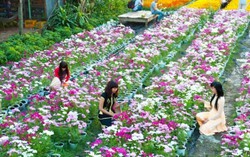 Có hồi tôi bày đặt đòi yêu Sa Đéc