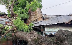 TPHCM: Cây bật gốc đè lên nhà dân, 1 bé gái bị thương