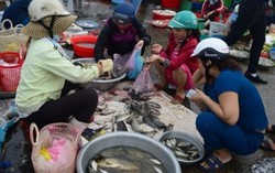 Người nội trợ tẩy chay cá biển vì sợ nhiễm độc