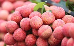 Vải thiều sạch Lục Ngạn đổ bộ thủ đô phục vụ người tiêu dùng