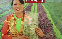 Mạnh dạn thay đổi, trồng rau hữu cơ để khách hàng tự tìm đến với mình