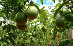 Chanh leo Đăk Nông tăng giá 'chóng mặt' lên 30.000đ/kg tại vườn