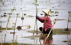 Phát huy vai trò của phụ nữ trong việc bảo vệ nguồn nước, hệ sinh thái ven biển