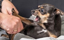 Dạy trẻ cách thoát hiểm khi bị chó tấn công