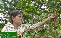 Giúp hội viên giảm nghèo với sáng kiến trồng cà phê xứ lạnh