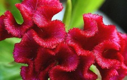 Bài thuốc trị bệnh phụ khoa từ cây mào gà