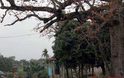 Cây gạo hơn 700 tuổi của nàng công chúa nhà Trần