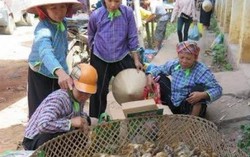 Bán công khai giống gia cầm Trung Quốc nhập lậu