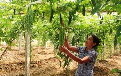 Tổ liên kết giúp thay đổi tư duy làm kinh tế