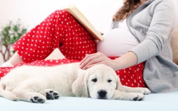 Thú cưng 'gây hại' cho bà bầu thế nào?