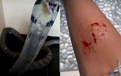 Trong lúc tắm cho hổ mang cưng của mình, cậu bé bị rắn cắn chết