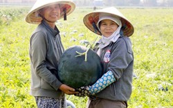 Thu hút hội viên đông về số lượng, mạnh về chất lượng
