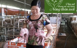 Cô giáo người Tày làm giàu từ 2 con heo nuôi trong bếp