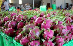 Xử phạt thương lái Trung Quốc mua bán trái phép Thanh long