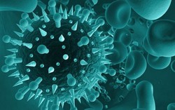 Loại virus gây bệnh 'nụ hôn tử thần' nguy hiểm như thế nào? 