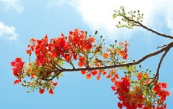 Lời hẹn ước trên những con đường phượng bay tràn sắc đỏ