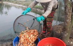 Làng nuôi cá chép đỏ xứ Thanh nhộn nhịp trước ngày ông Công, ông Táo