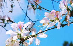 Chung kết cuộc thi Người đẹp Hoa ban vào 14/3