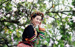 Ngày mai khai hội hoa ban 2016