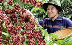 362 ngàn hộ dân Tây Nguyên thoát nghèo nhờ nguồn vốn ưu đãi