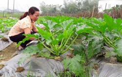 Đề xuất giảm 10 tiêu chí VietGAP để tăng diện tích rau an toàn