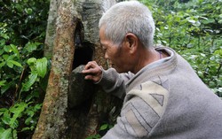Độc chiêu ‘làm nhà’ cho ong thu trăm triệu đồng mỗi năm 