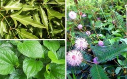 Công dụng chữa bệnh không ngờ từ cây cỏ quanh nhà