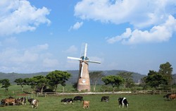 Vinamilk và những bước đi chiến lược trong 30 năm phát triển ngành chăn nuôi bò sữa