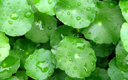 Chữa đau bụng ngày 'đèn đỏ' bằng rau má