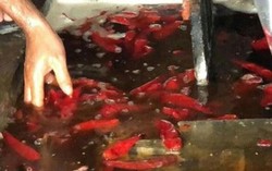 TP.HCM: Phát hiện cơ sở ngâm muối ớt có lẫn côn trùng