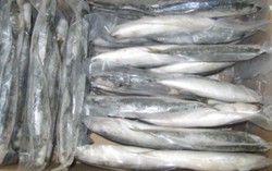 Hàm lượng phenol trong cá nục 'không nguy hiểm'