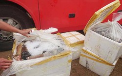 Nghệ An: Bắt giữ hơn 5 tạ chân trâu, bò không rõ nguồn gốc